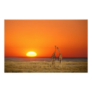 Impression Photo Un couple de girafes marche vers le coucher du sol