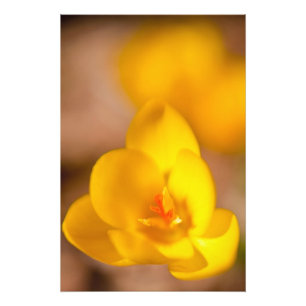 Impression Photo Un crocus jaune fleurit à Portsmouth, Nouveau