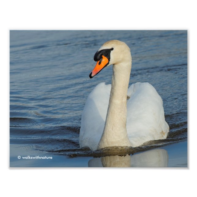 Impression Photo Un Curieux Swan Mute Approches (Devant)