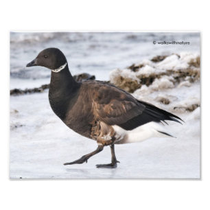 Impression Photo Un Goosesteppin' Brant