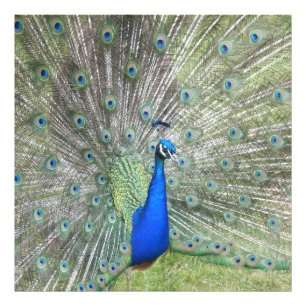 Impression Photo Un homme indien Peacock Fans it's tail Feathers