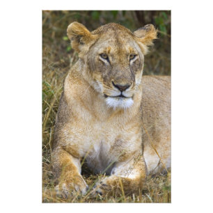 Impression Photo Un lion assis dans les hautes herbes du Maasai