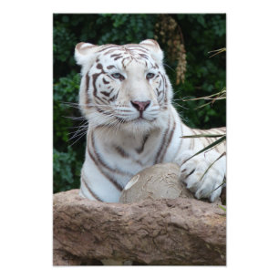 Impression Photo Un magnifique tigre de bengale blanc
