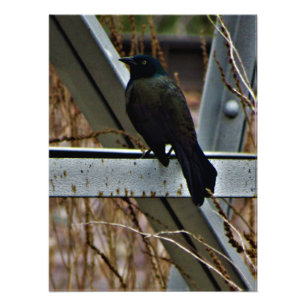 Impression Photo "Un messager d'espoir"