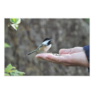 Impression Photo Un oiseau à la main