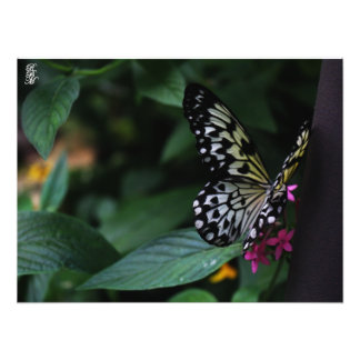 Impression Photo Un papillon jaune sur des fleurs roses