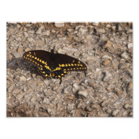 Un papillon noir à queue noire
