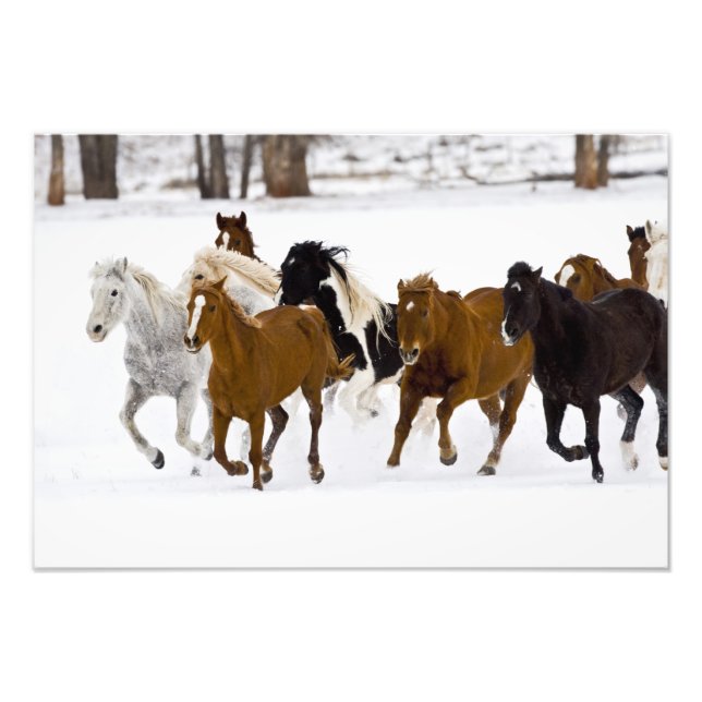 Impression Photo Un paysage hivernal de chevaux au galop (Devant)