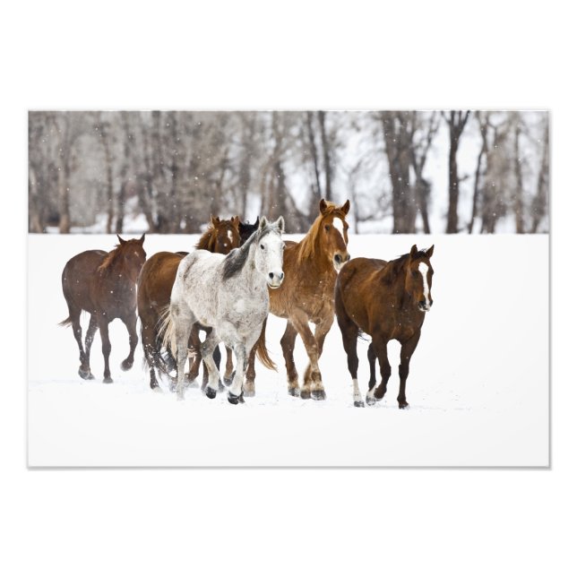 Impression Photo Un paysage hivernal de course (Devant)