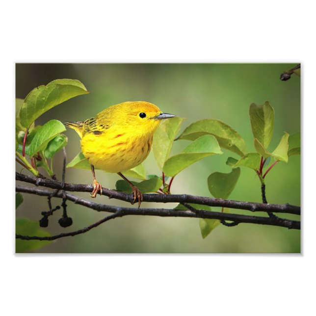 Impression Photo Un Petit Jaune (Devant)