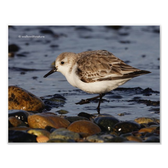 Impression Photo Un Sanderling (Devant)