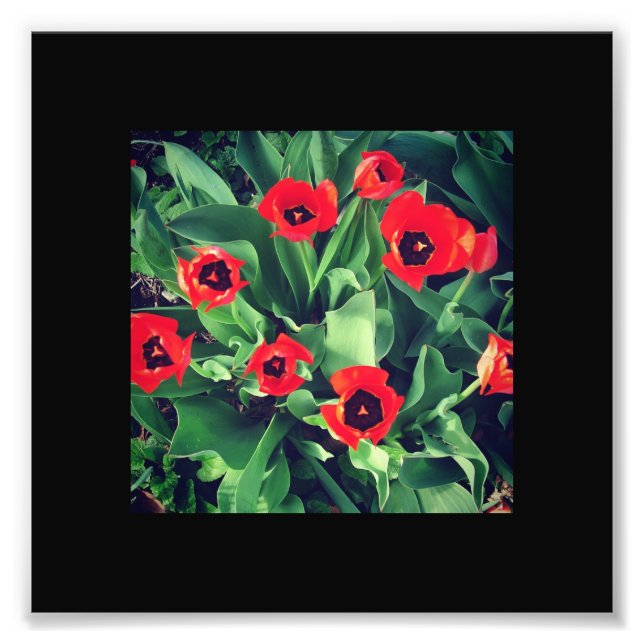 Impression Photo Un tas de tulipes rouges (Devant)