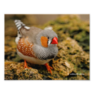 Impression Photo Un Zebra Finch Homme Amical