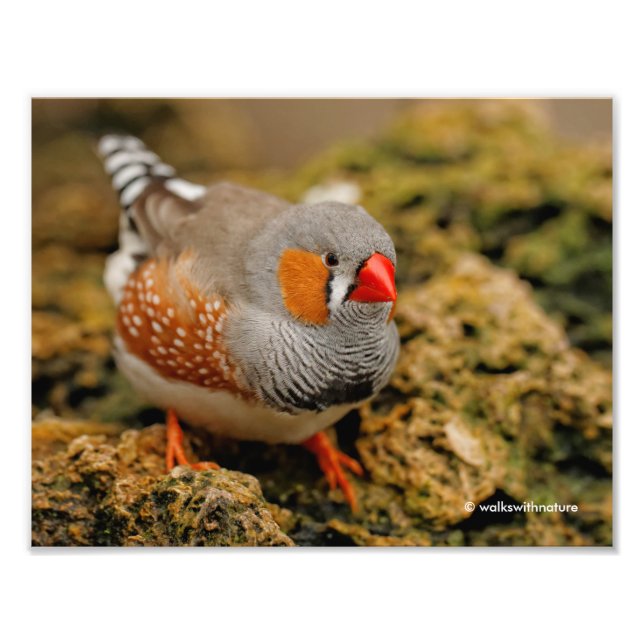 Impression Photo Un Zebra Finch Homme Amical (Devant)