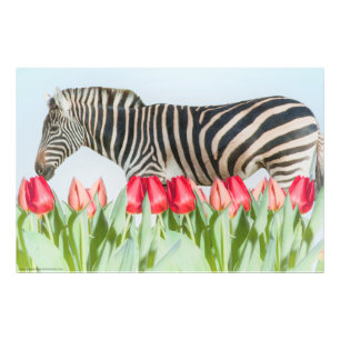 Impression Photo Un zèbre parmi les tulipes