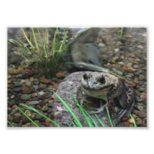 Impression Photo Une grenouille heureuse