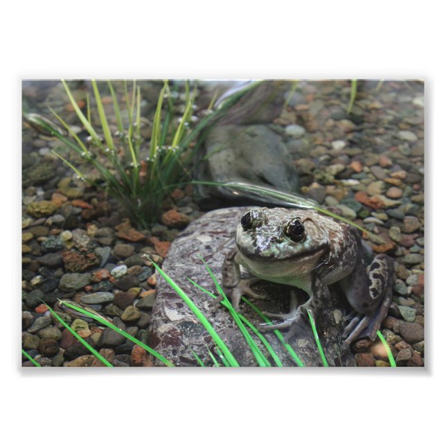 Impression Photo Une grenouille heureuse (Devant)