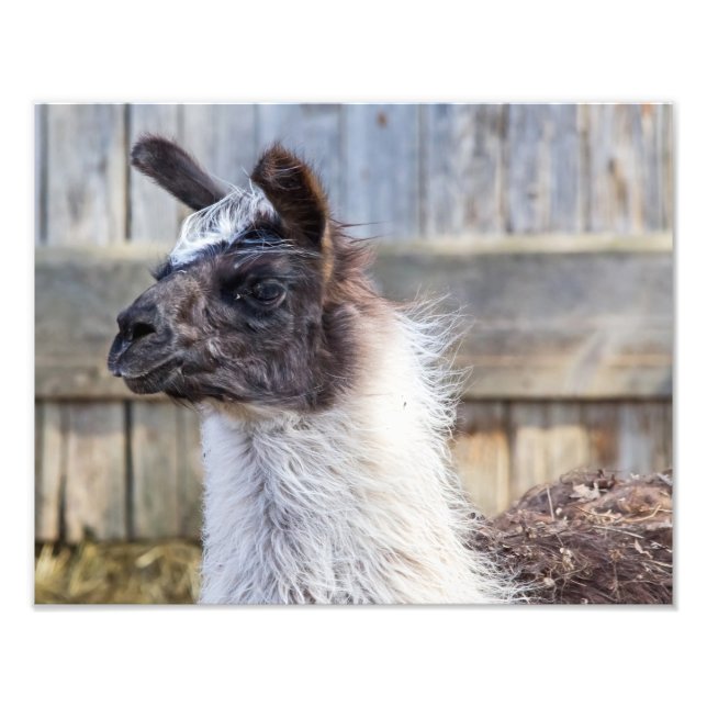 Impression Photo Une joyeuse Llama (Devant)