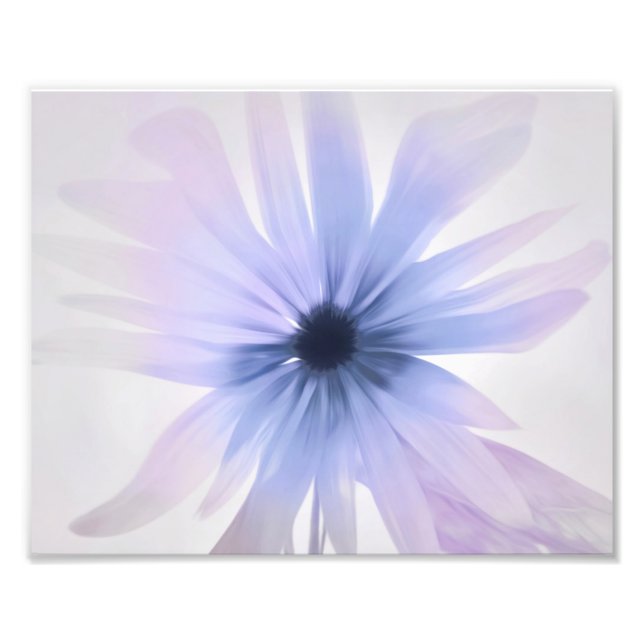 Impression Photo Une marguerite avec violet, rose et gris (Devant)