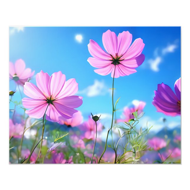 Impression Photo Une mer de rose : Fleurs de Cosmos en fleurs (Devant)