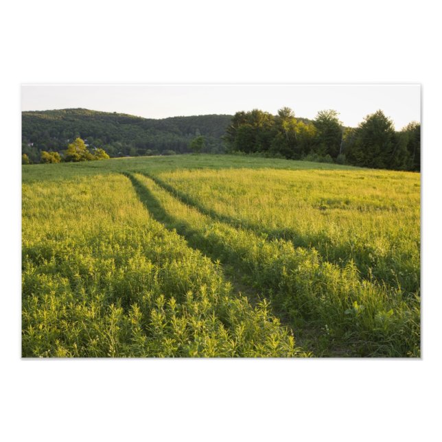 Impression Photo Une route agricole dans Sabins Pasture à Montpelie (Devant)