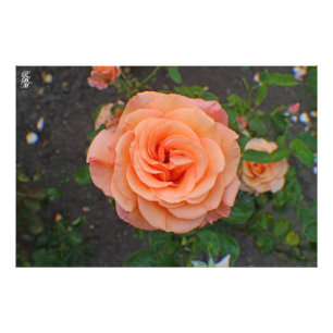 Impression Photo Une seule fleur orange