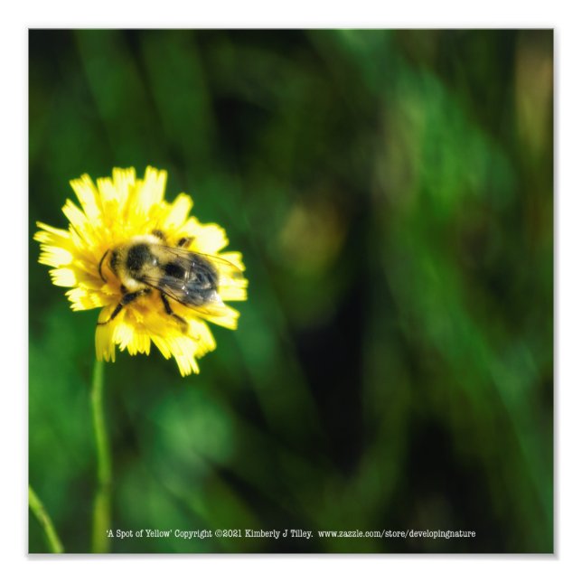Impression Photo Une tache de jaune (Devant)