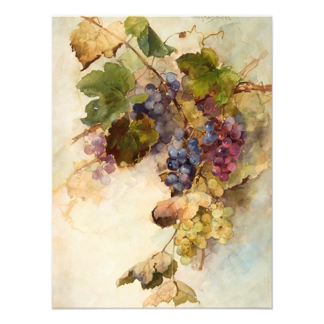 Impression Photo Une vigne de raisins de Franz Bischoff (Devant)