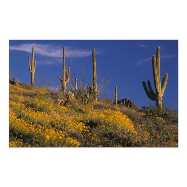 Impression Photo USA, Arizona, Organ Pipe Cactus National 2 (Devant)