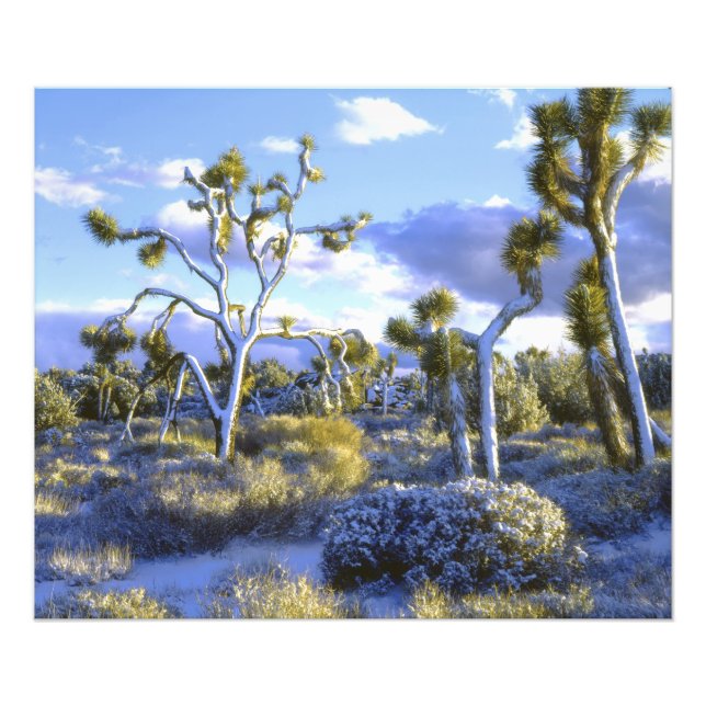 Impression Photo USA, Californie, Parc national de Joshua Tree. (Devant)