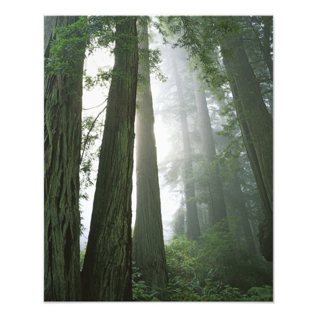 Impression Photo USA, Californie, Redwood National Park, (Devant)