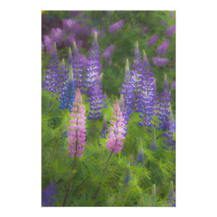 Impression Photo USA, Maine, Southwest Harbour. Lupine florissante