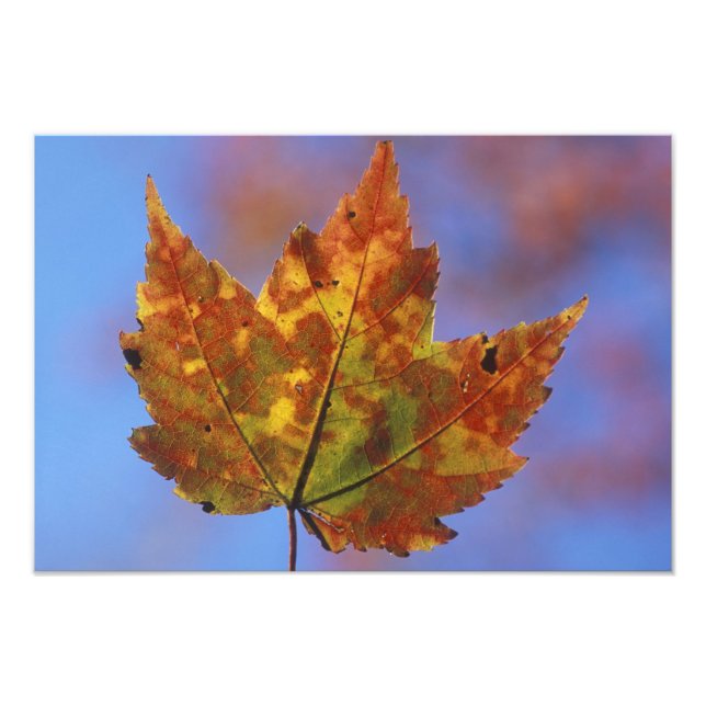 Impression Photo USA, New Hampshire, Montagnes Blanches, Franconie (Devant)