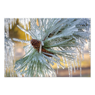 Impression Photo USA, Oregon, Bend. Les aiguilles de pin de Pondero