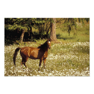 Impression Photo USA, Oregon. Cheval dans le champ de marguerites
