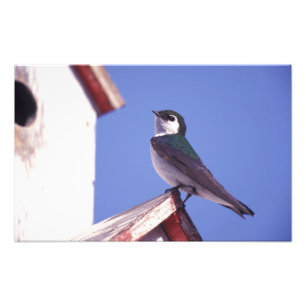 Impression Photo USA, Oregon. Hirondelle violette-verte Tachycineta