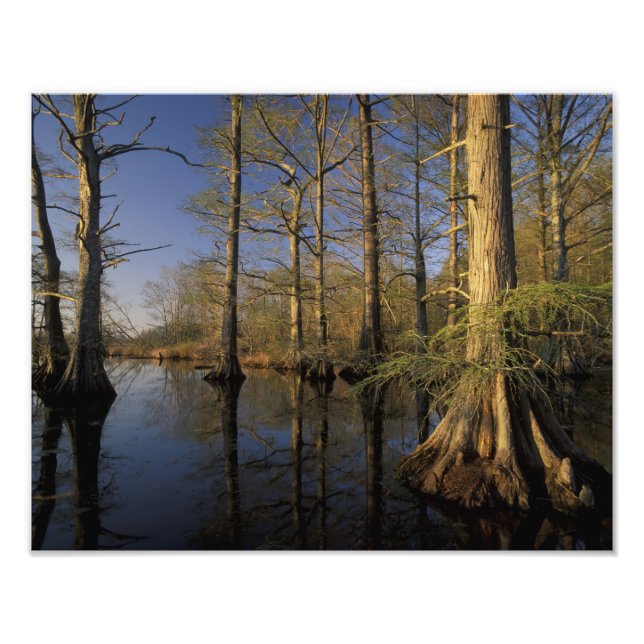 Impression Photo USA, Tennessee. La faune nationale Reelfoot (Devant)