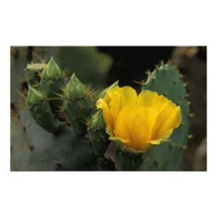Impression Photo USA, Texas, Prickly Pear Cactus en fleurs.
