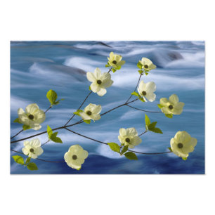 Impression Photo USA, Washington, Hood Canal. Poulet du Pacifique