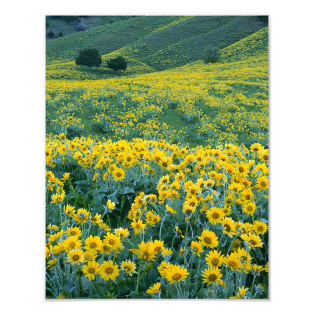 Impression Photo UTAH. ÉTATS-UNIS. Balsamorhize à feuilles sagittée (Devant)