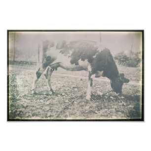 Impression Photo Vache Antique Bovins Ferme Animaux de pâturage Her