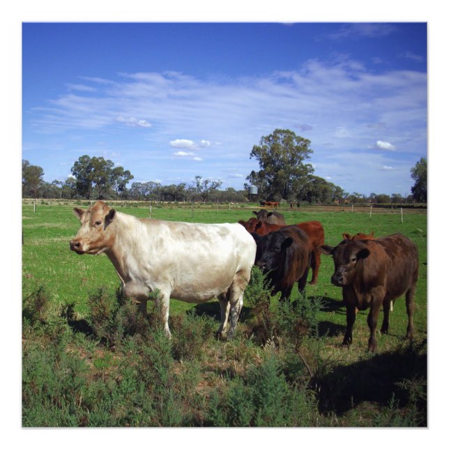 Impression Photo Vache Blanche Menant Le Troupeau, (Devant)