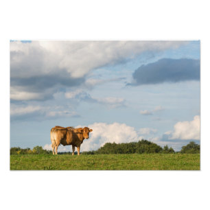 Impression Photo Vache blonde à d'Aquitaine dans la région de