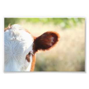Impression Photo Vache Brown Blanche De Campagne Dans La prairie Ve