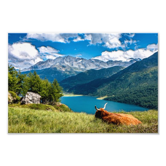 Impression Photo Vache des Hautes-Terres-de-Montagne (Devant)