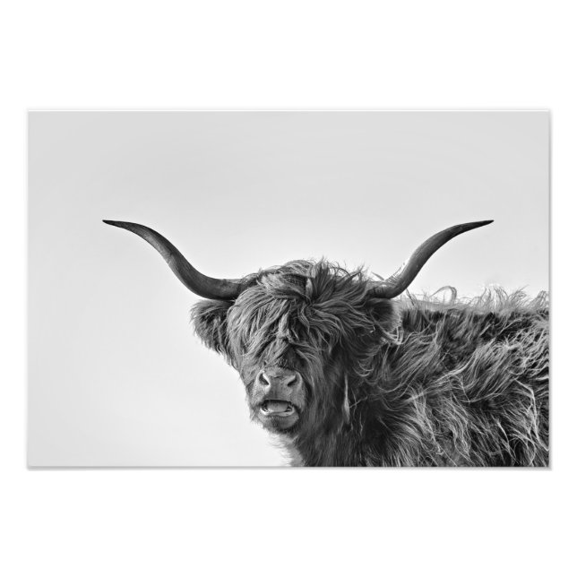 Impression Photo Vache des hautes terres robuste en monochrome (Devant)