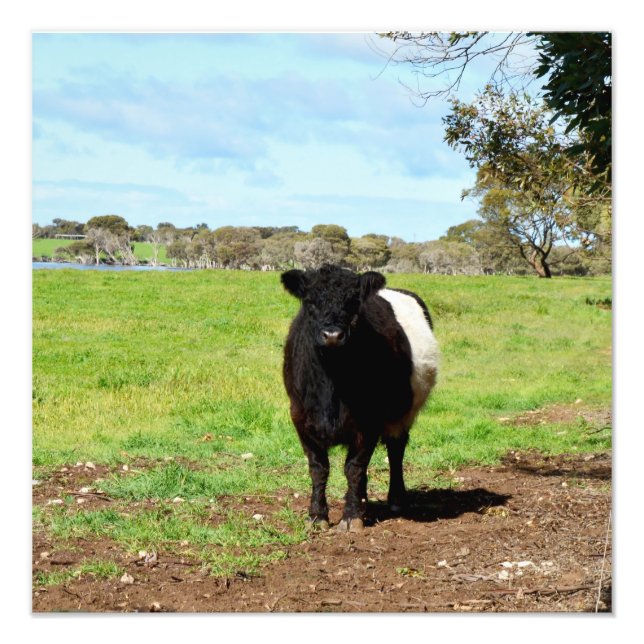 Impression Photo Vache femelle ceinturée, (Devant)