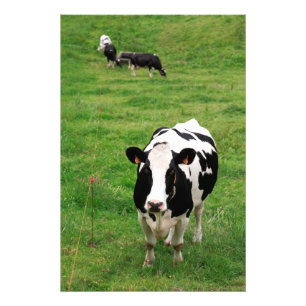 Impression Photo Vache Holstein