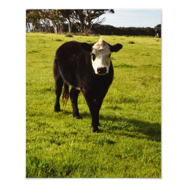 Impression Photo Vache Noire À Visage Blanc Et Mohawk, (Devant)