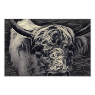 Impression Photo Vache noire et blanche des Highlands
